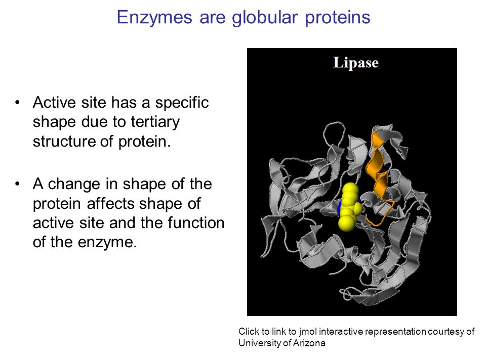 Difference between globular protein and fibrous proteins